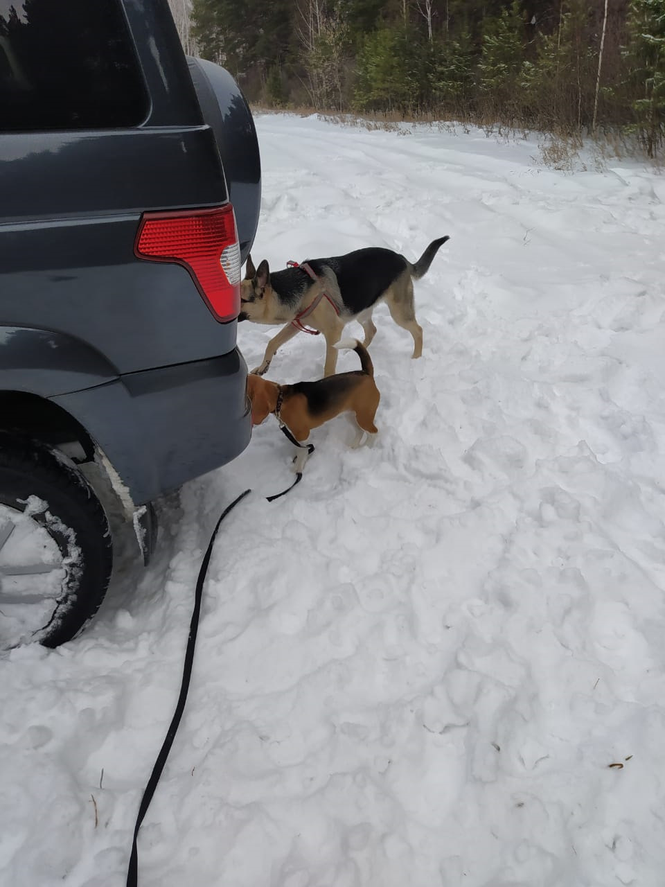 Выезд клуба УАЗ Патриот Омск 14 февраля 2021 — УАЗ Patriot, 2,7 л, 2019 ...