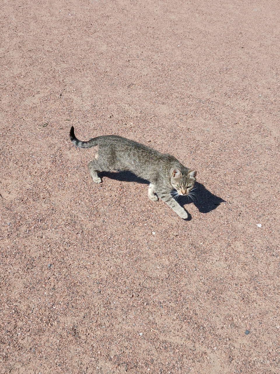 Местный Тигр🐱😁😁😁 — Renault Sandero 2G