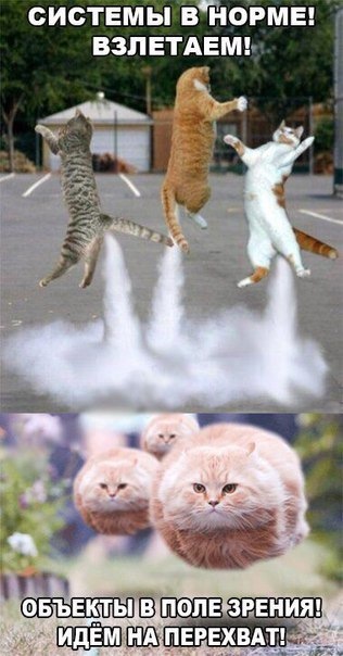 Смешные мемы до слез с котами