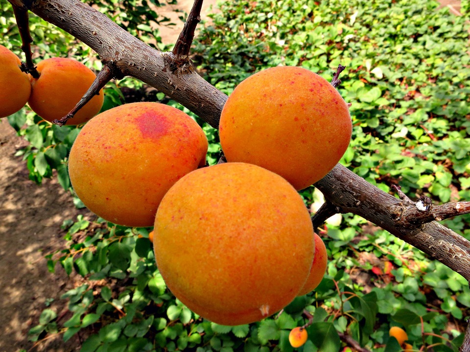 Лучшие сорта абрикоса для урала с фото и описанием