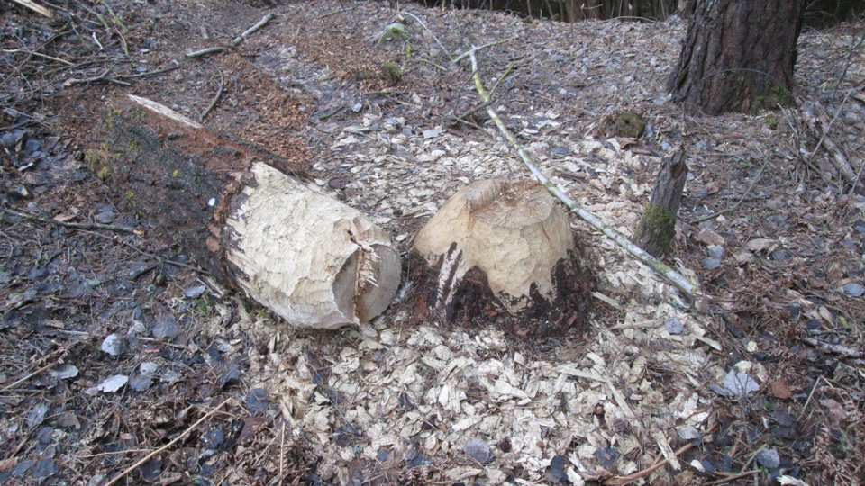 Фото в бортжурнале Москвич 2141