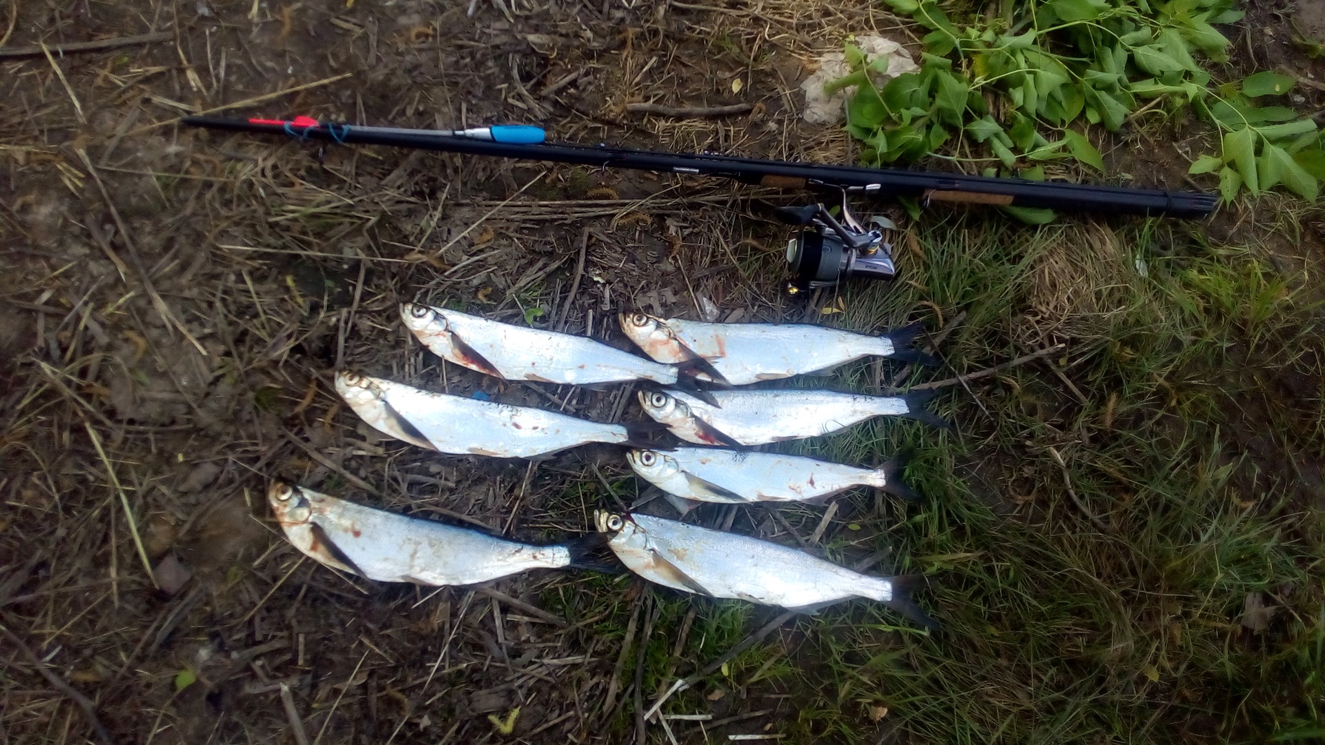 Чехонь рыба. Лодка чехонь. Чехонь большая. Лодка чехонь. Ловля чехони.