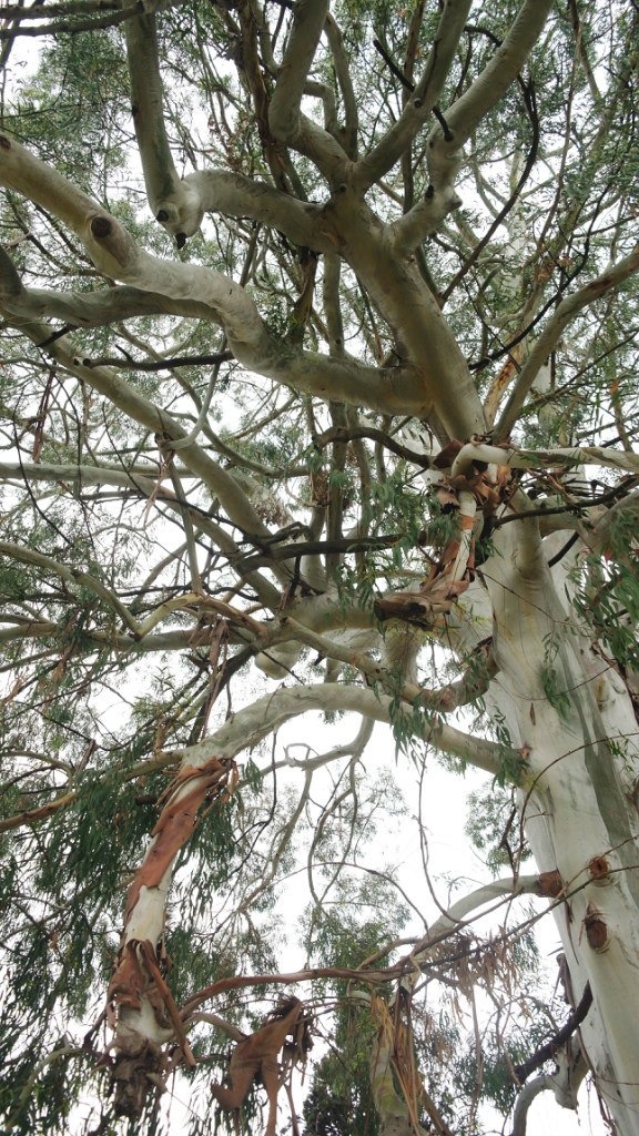 Дерево развратница — эвкалипт — Mitsubishi Pajero (2G)