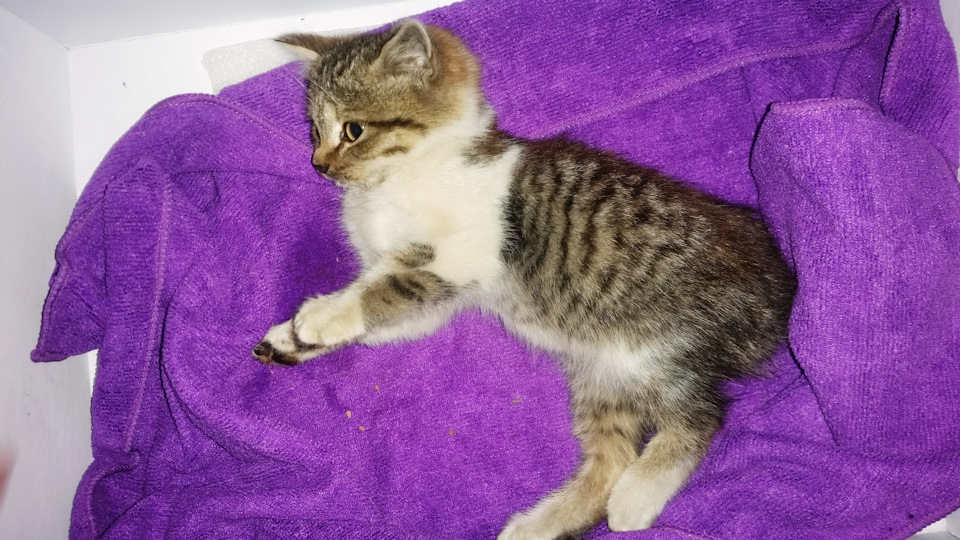 ЧУДЕСНОЕ СПАСЕНИЕ МАРКИЗА — Сообщество «Зверьё Моё» на DRIVE2