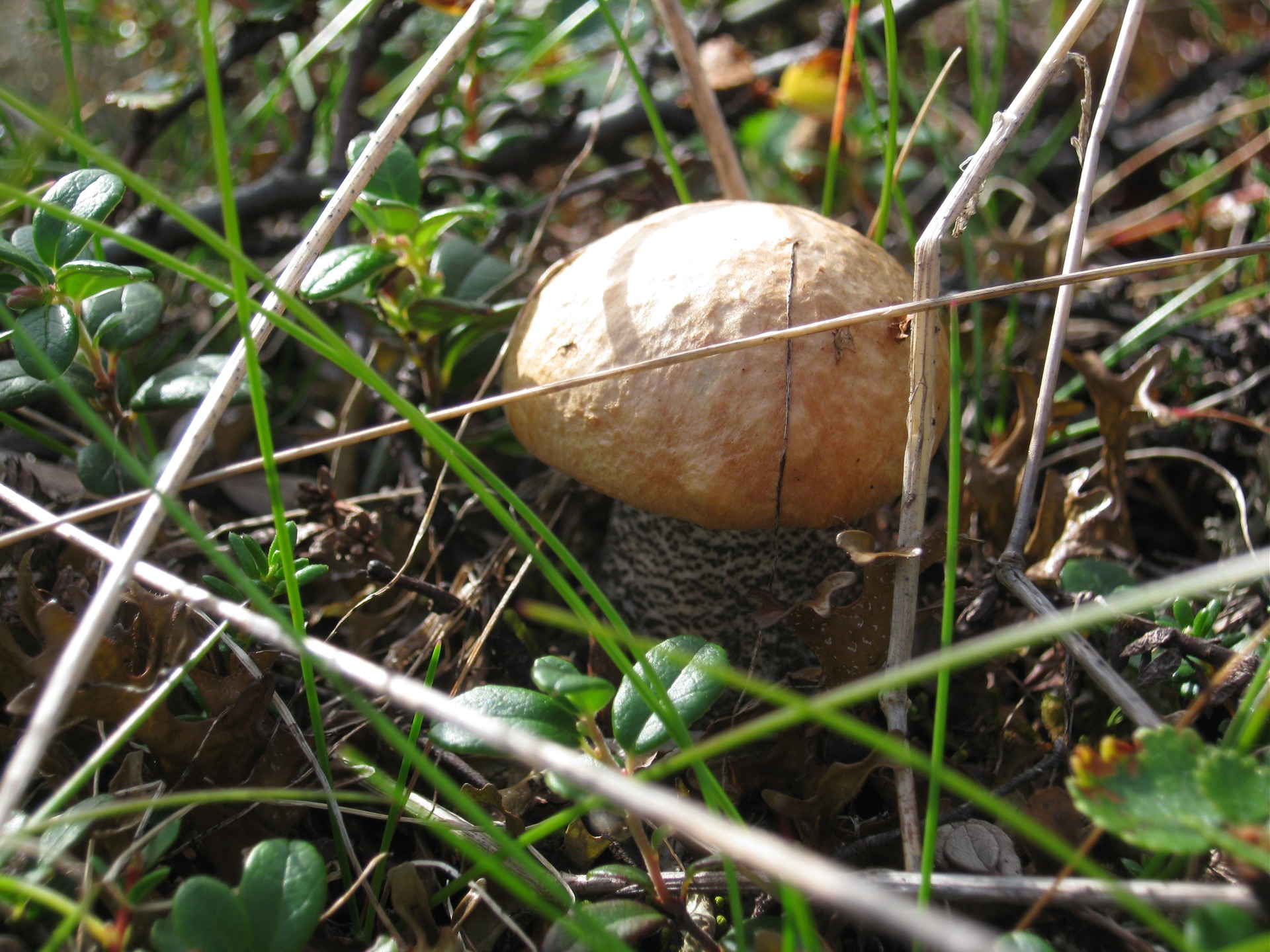 ореховый гриб фото ложный