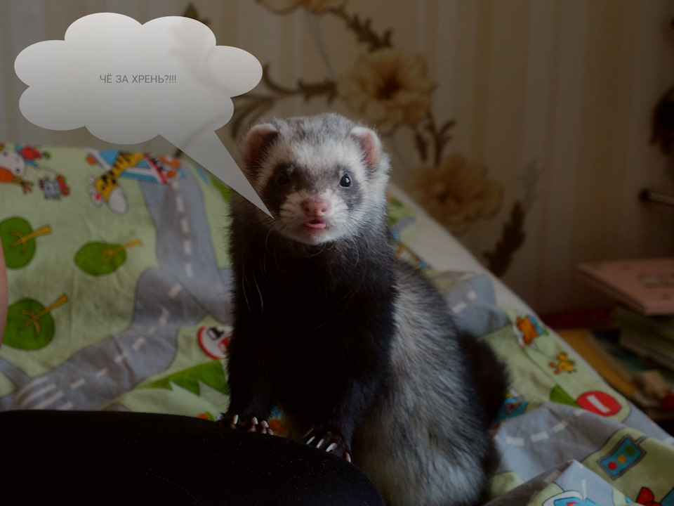 КОРОТКО О ПОГОДЕ!😭😭😭😂😀😉ЗАМЕРЗ! — Audi Coupe (89,8B), 2,6 л, 1993 года ...