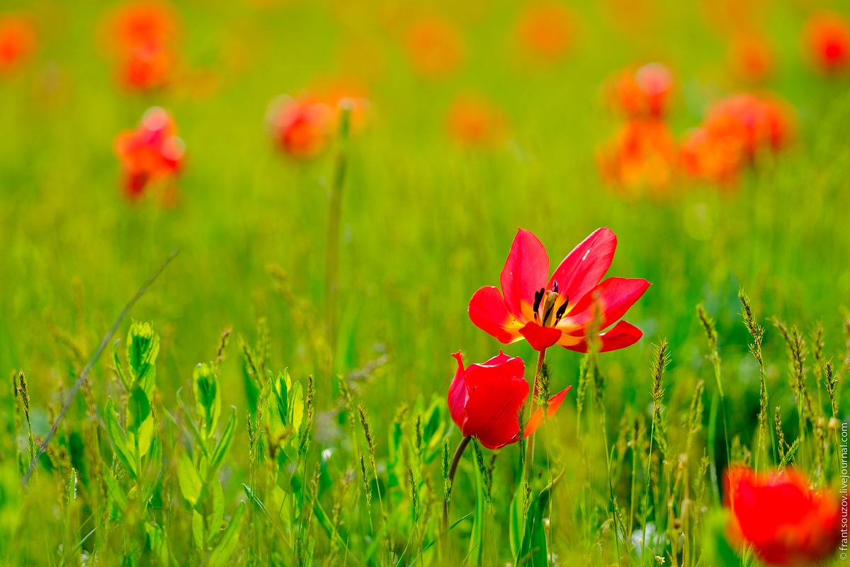 Красотой красок тюльпанов цветущих в степи. Дикие тюльпаны. Цветущая степь. Дикие тюльпаны в Калмыкии. Дикие тюльпаны фото.