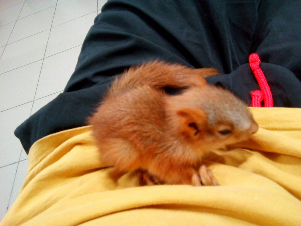 Помутнела одна фара — Geely Emgrand X7, 2 л, 2016 года | визит на ...