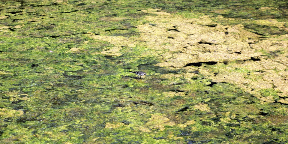 Птичка гуляет по воде — Toyota Land Cruiser 100