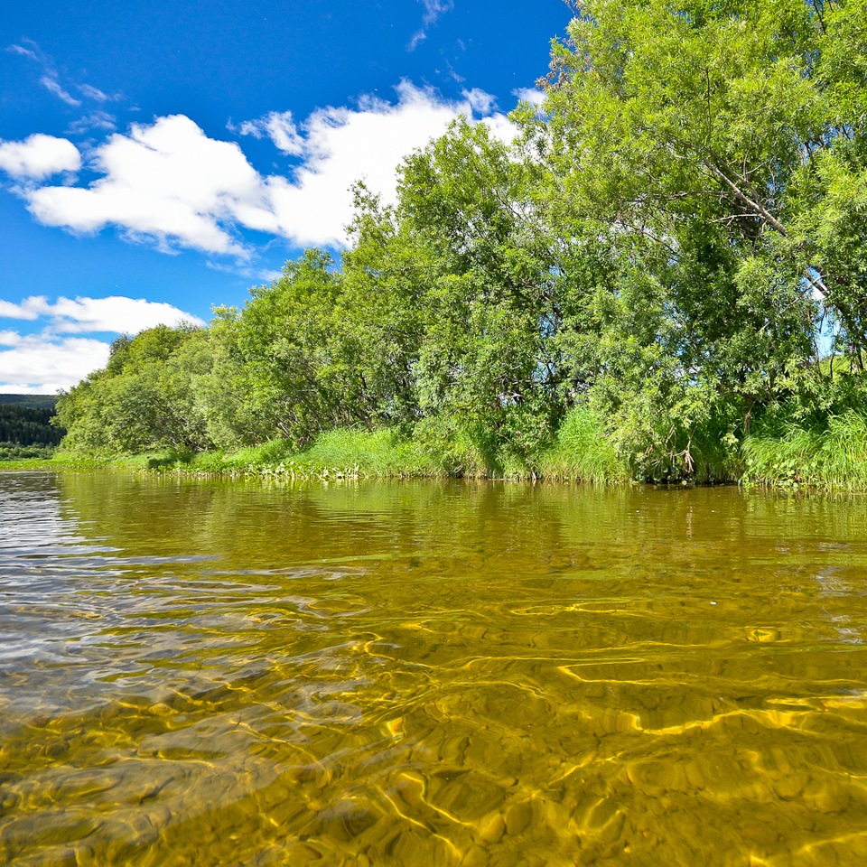 Фото реки летом. Вишера деревня. Малая Вишера природа. Малая Вишера водохранилище. Река большая Вишера Новгородская область сплав.