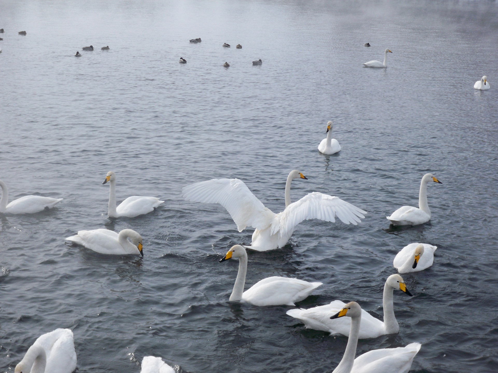Лебединое озеро белокуриха