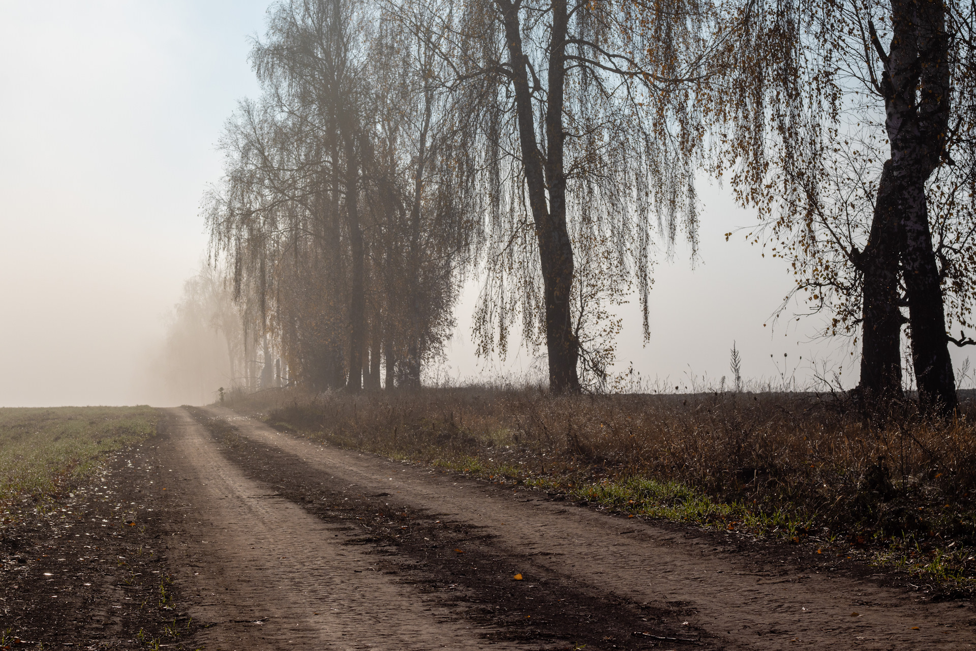 Фото существо с проселочной дороги