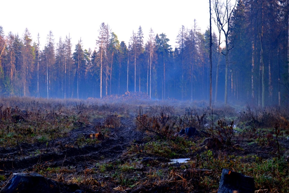 в лесочке…)))))… — DRIVE2