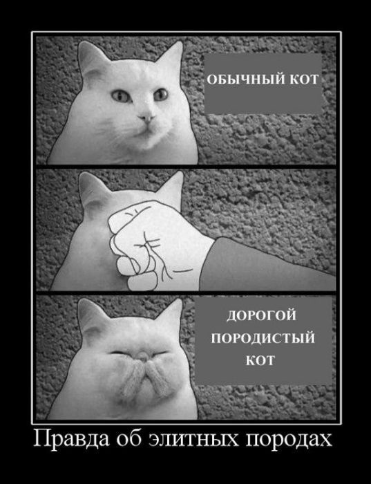 Мем с котом нормально