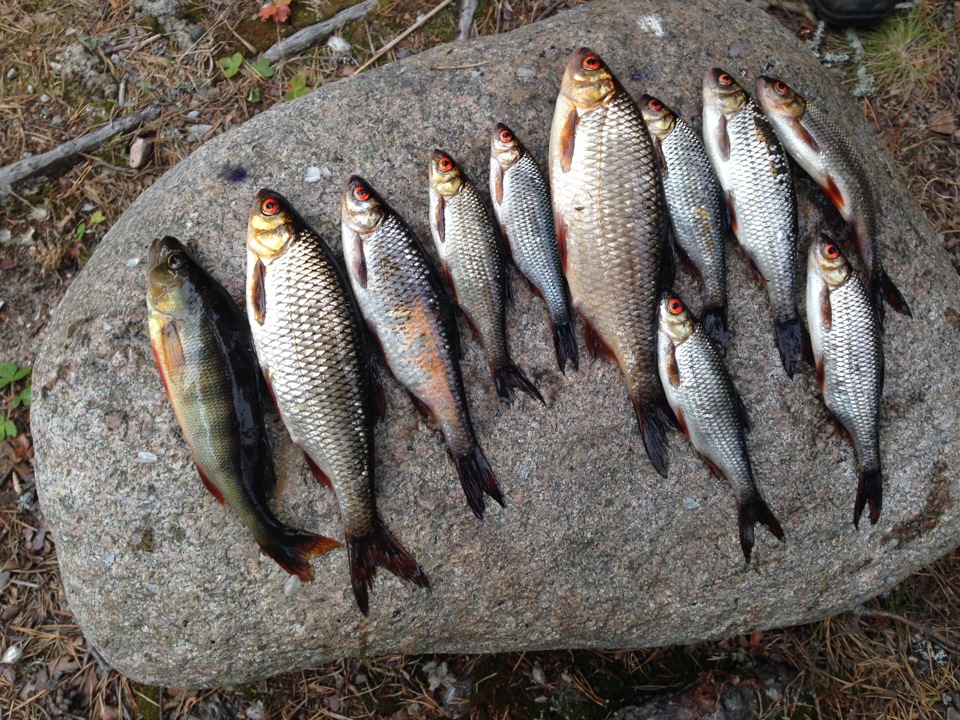 Фото в бортжурнале SsangYong Kyron