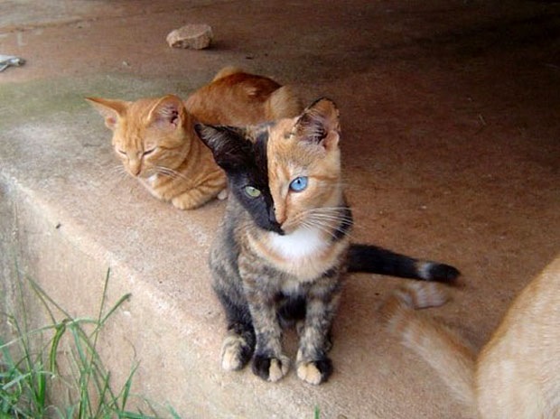 Химера кошка