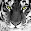 инфинити какая коробка передач. Смотреть фото инфинити какая коробка передач. Смотреть картинку инфинити какая коробка передач. Картинка про инфинити какая коробка передач. Фото инфинити какая коробка передач