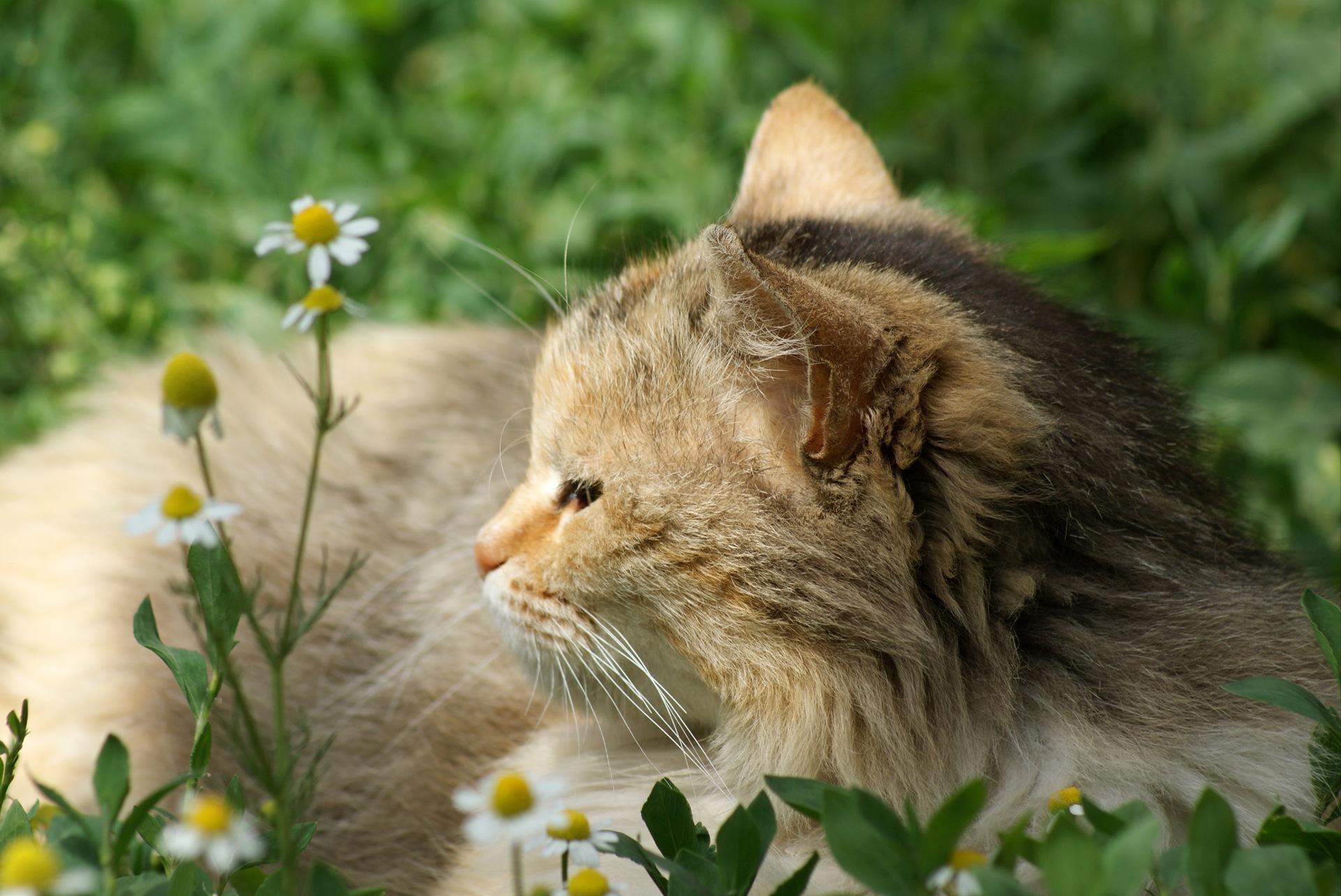 Картинки кошка в ромашках