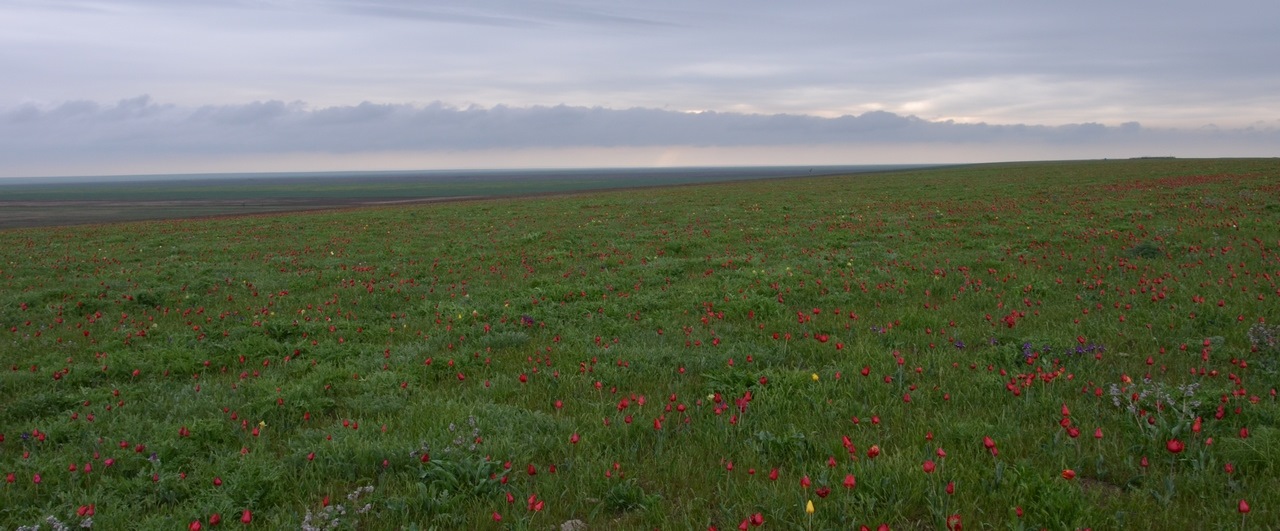 Поселок кубанская степь