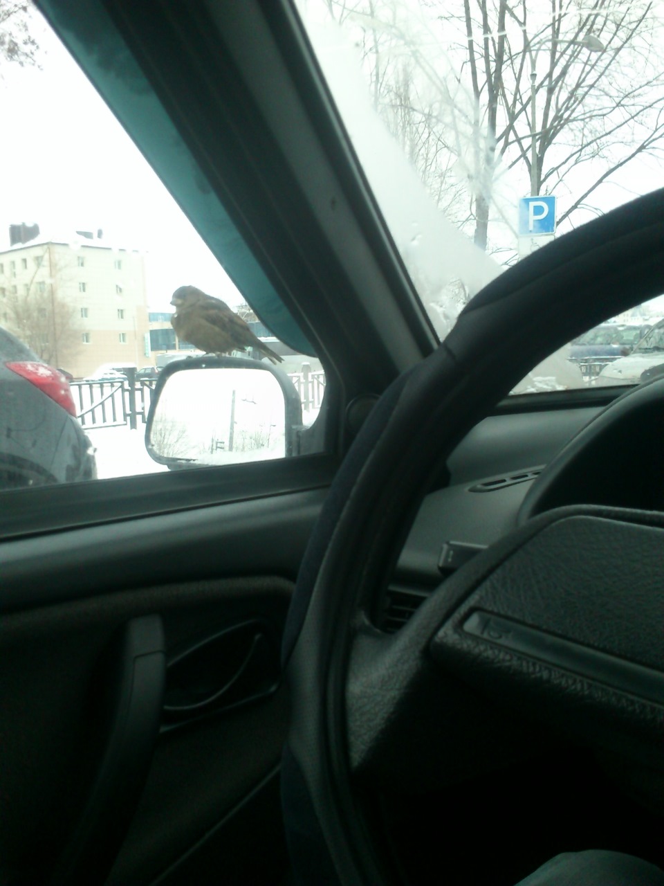 Поймал воробья на зеркале(живые бабочки) — Lada 2114, 1,6 л, 2011 года ...
