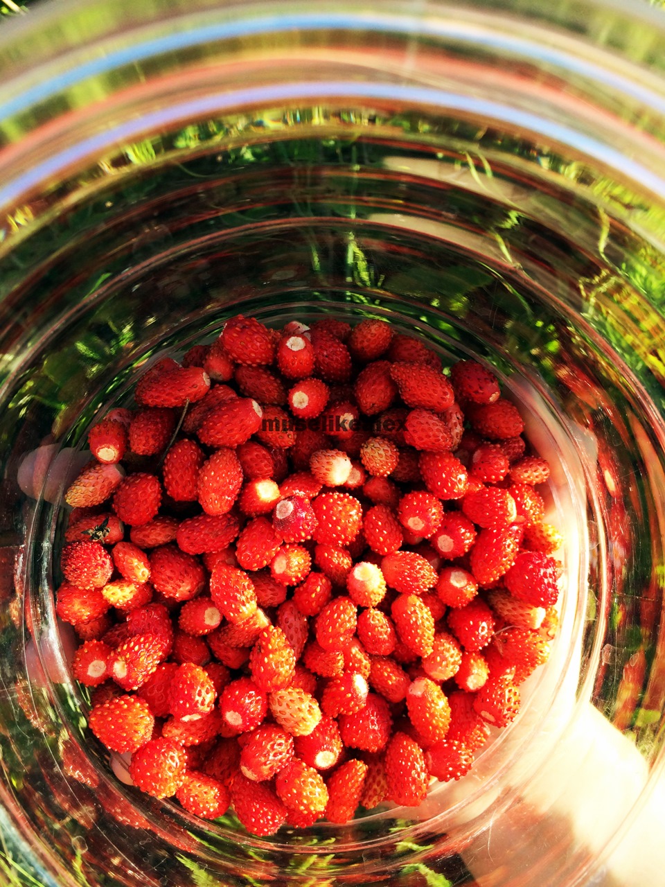 Земляника — Land Rover Freelander 2, 3,2 л, 2007 года | покатушки | DRIVE2