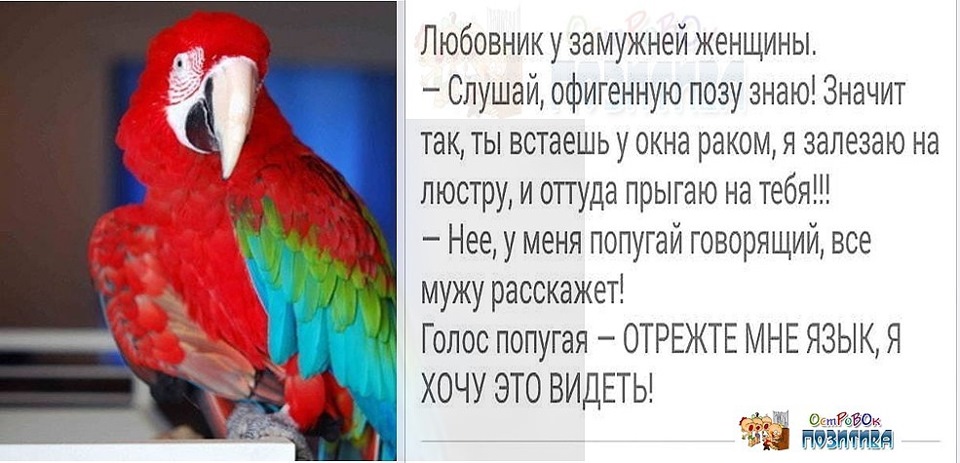 Сколько слов говорит попугай. Анекдот про попугая. Анекдот про говорящего попугая. Анекдоты с попугаем. Анекдоты про говорящих попугаев.