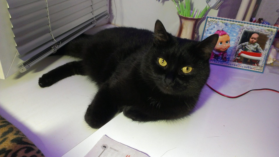 Вернуть стрелки панели приборов после пересвета — Toyota Vista (40), 1 ...