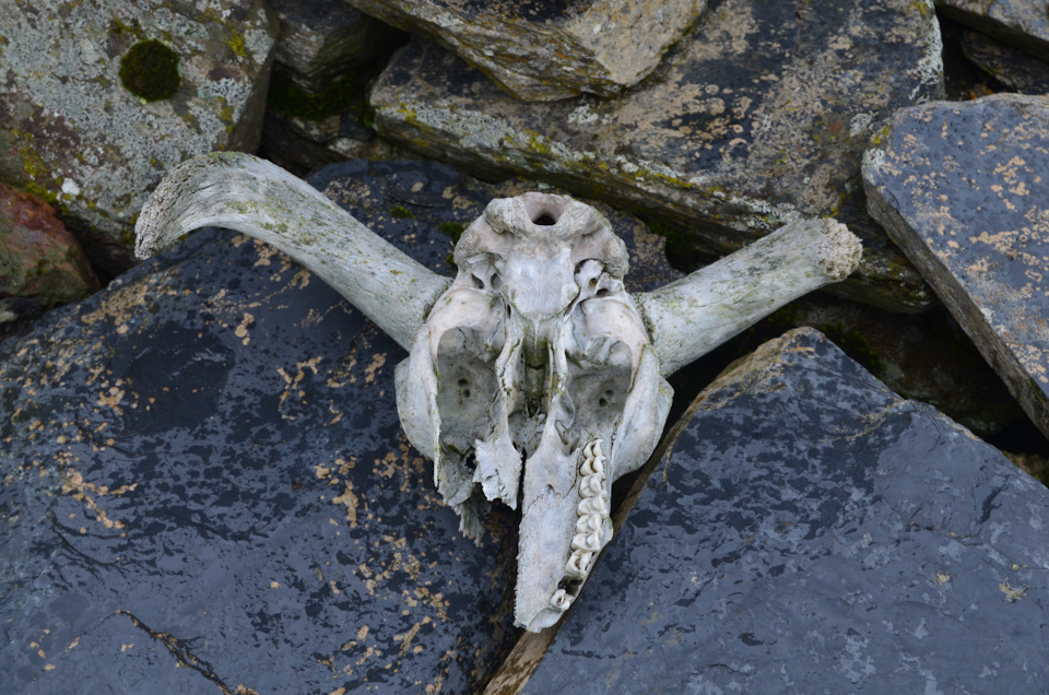 Фото в бортжурнале УАЗ Patriot