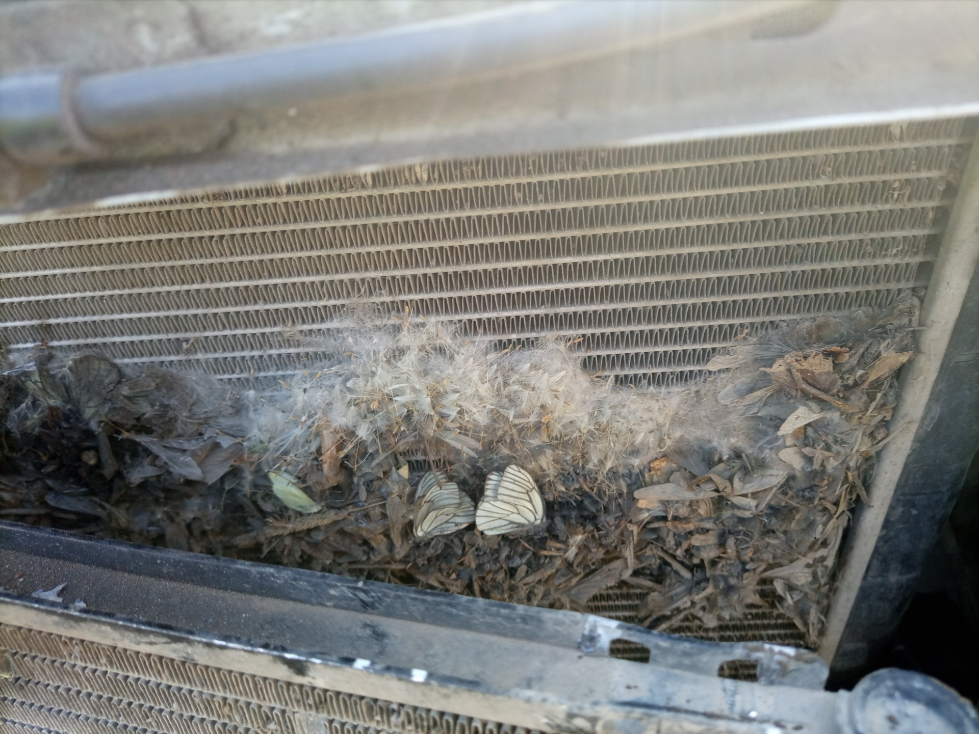 В жару температура полезла в верх — LADA Калина хэтчбек, 1,4 л., 2012 ...