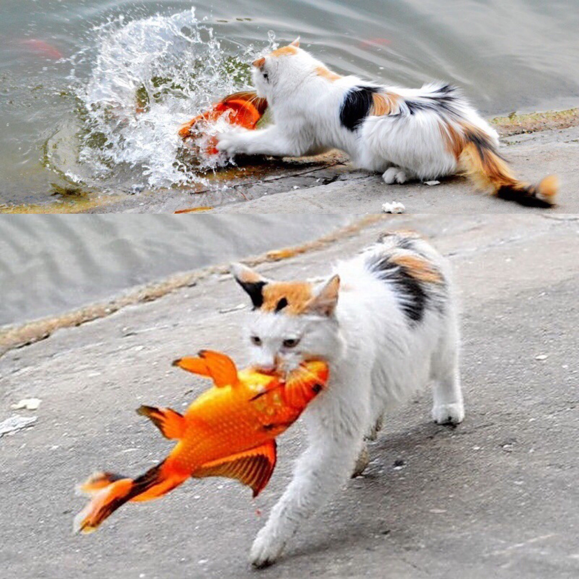 Кошечка рыбка. Кот с рыбой. Кот несет рыбу. Кот стащил рыбу. Кот ловит рыбу.