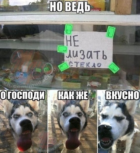 Мемы про собак без мата
