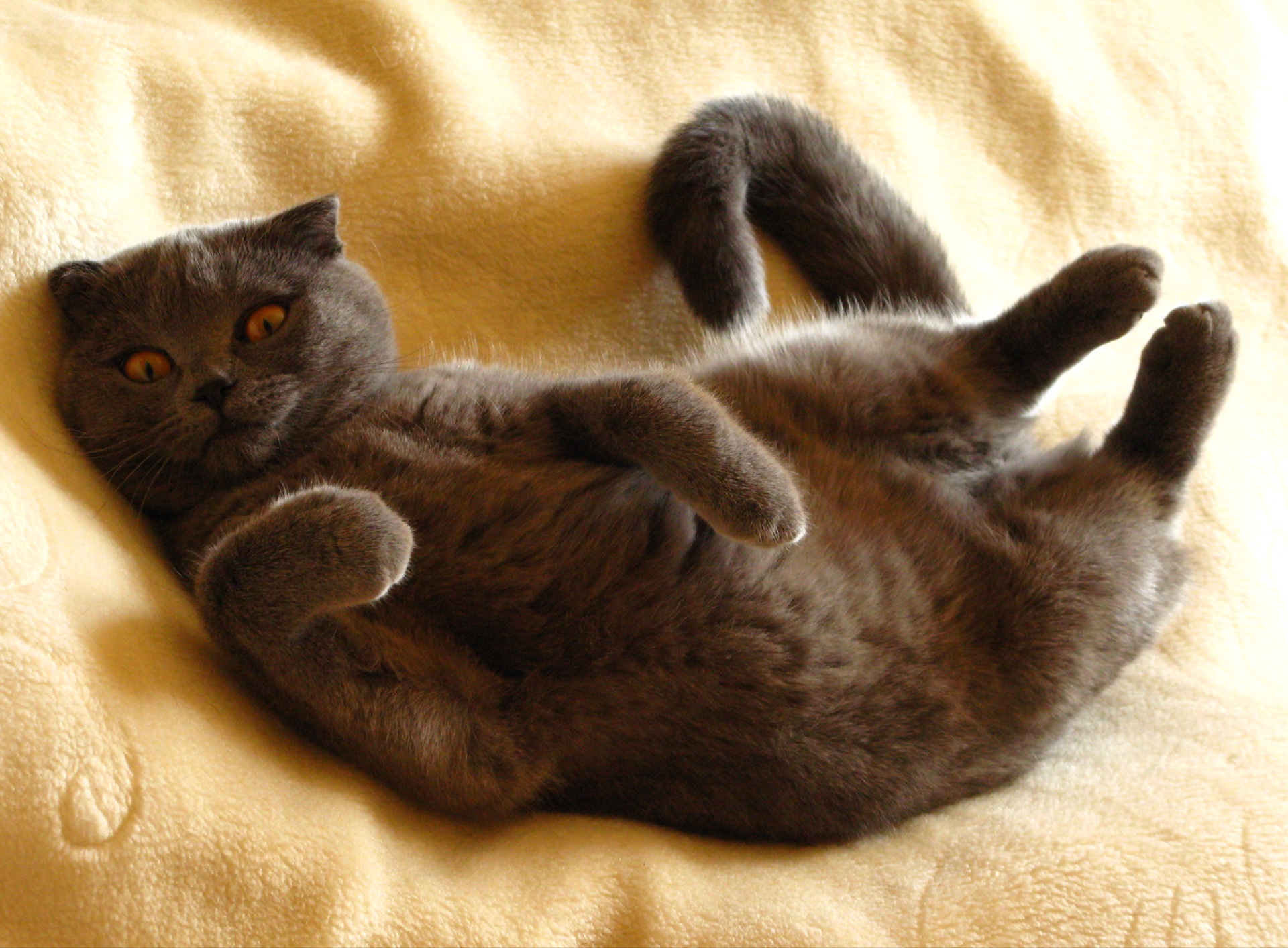Коричневая вислоухая кошка
