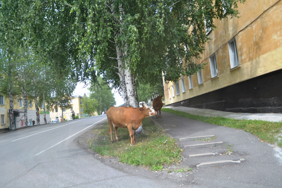 тоже местные ))) — Mitsubishi Pajero Sport (2G)