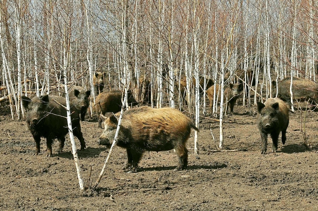 Кабаны в москве