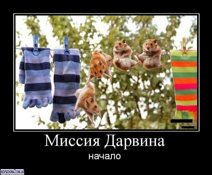 Друг как брат. Демотиватор. Настоящие друзья никогда не. Собака друг человека. Не настоящая подруга.