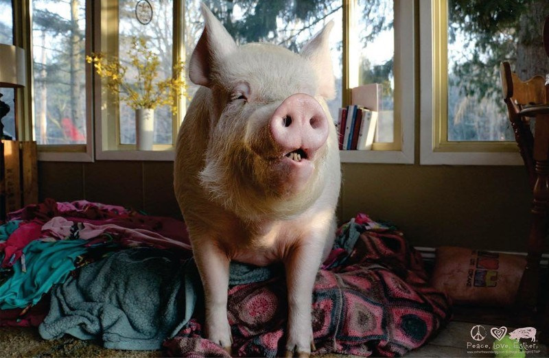 В доме у канадцев живёт свинья. Очень счастливая свинья — Сообщество  «Позитивов☺зы» на DRIVE2