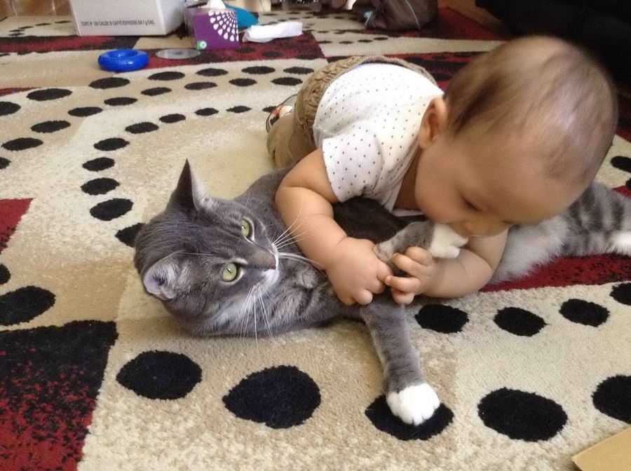Про котиков смешных для детей