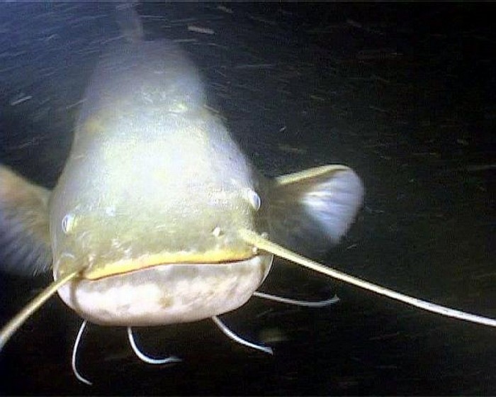 Рыба оливковый сомик. Сом подводная. Сом обыкновенный речной. Подводная лодка сом 1904. Подводная лодка фултон сом.