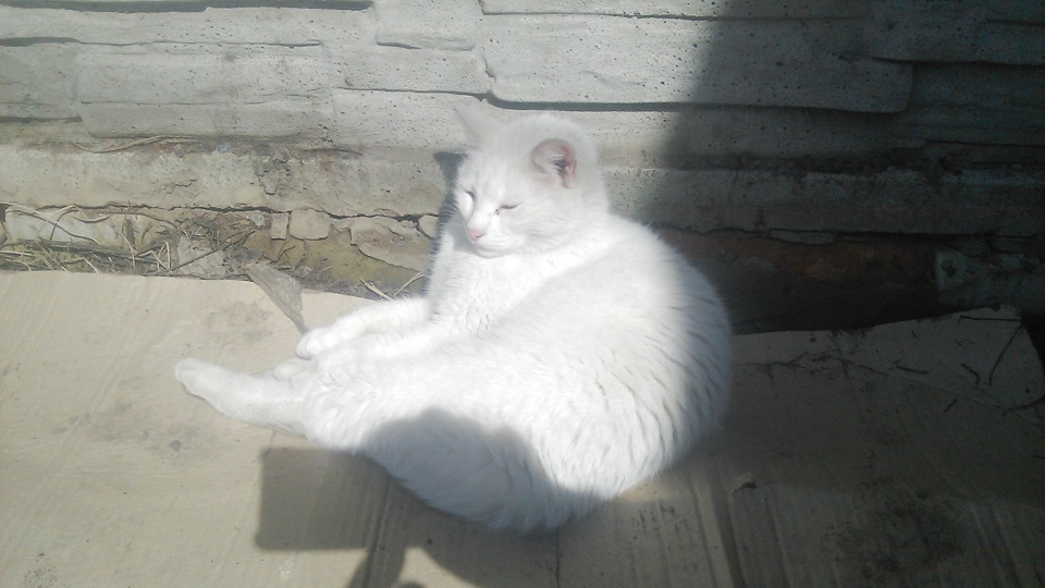 Фото в бортжурнале Great Wall Deer