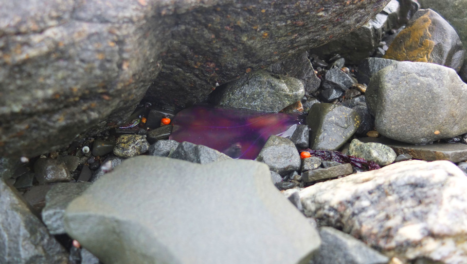 Кусочек фиолетовой медузы — Suzuki Jimny (1G)