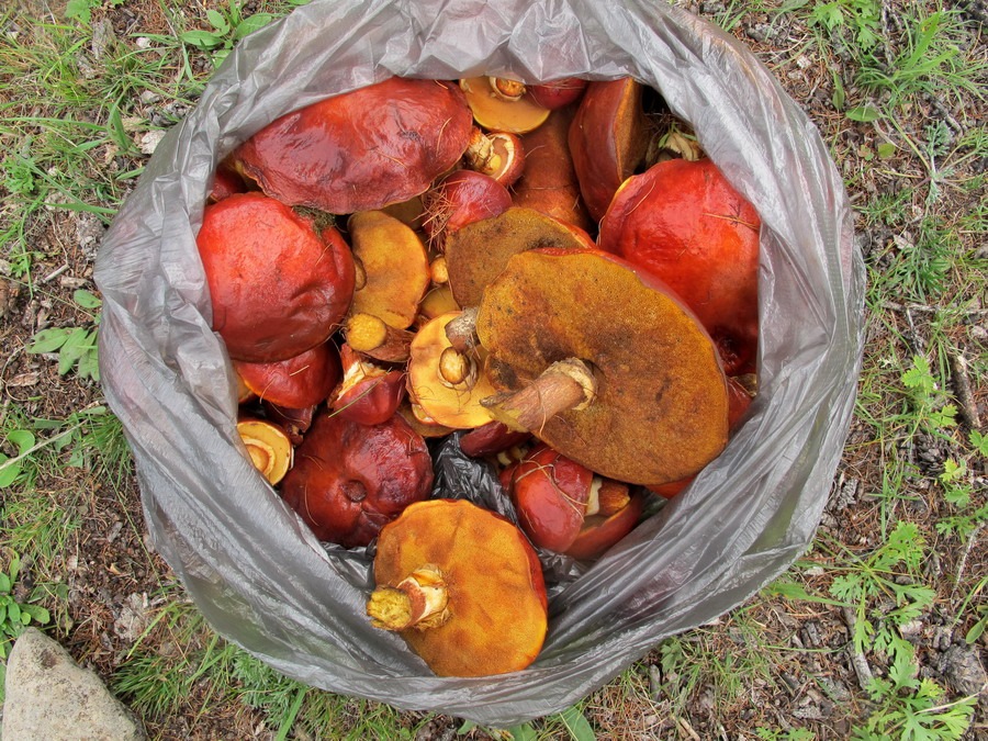 рыба в монголии таймень. Смотреть фото рыба в монголии таймень. Смотреть картинку рыба в монголии таймень. Картинка про рыба в монголии таймень. Фото рыба в монголии таймень рыба в монголии таймень. Смотреть фото рыба в монголии таймень. Смотреть картинку рыба в монголии таймень. Картинка про рыба в монголии таймень. Фото рыба в монголии таймень