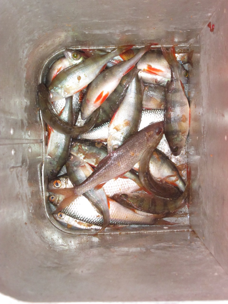 НГ 2015 или попытка стать рыбаком — DRIVE2