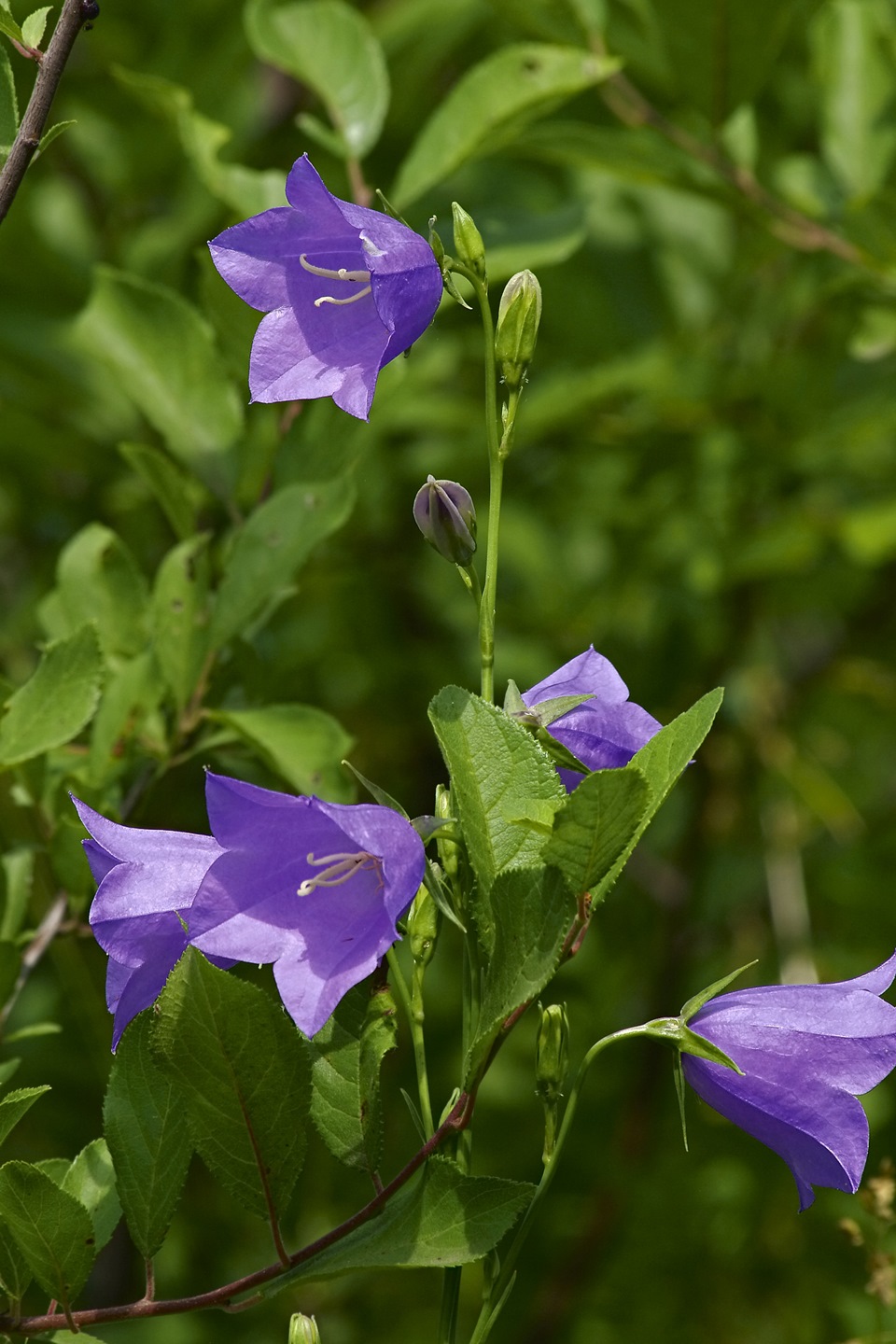 Unter_den_Linden или "ДЖИМНИ, утонувший и цветах" — Suzuki Jimny, 1,3 л ...