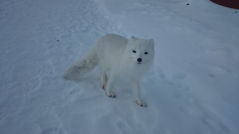 Песец фото. Песец. Японская белая лиса. Белая лиса с желтыми глазами. Сон белый лис.