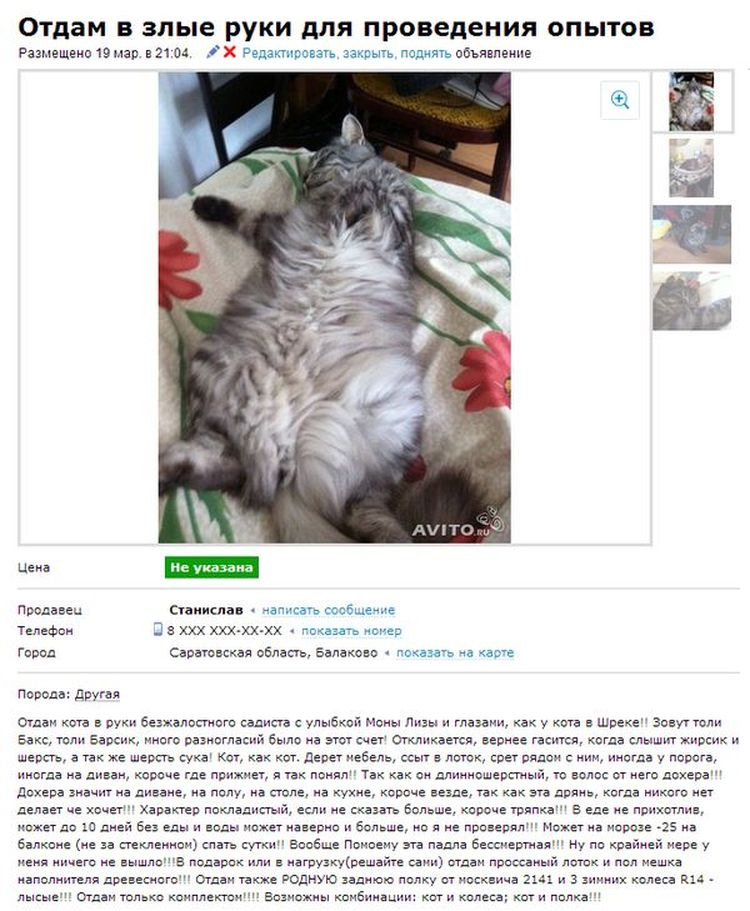 Купить котика на авито