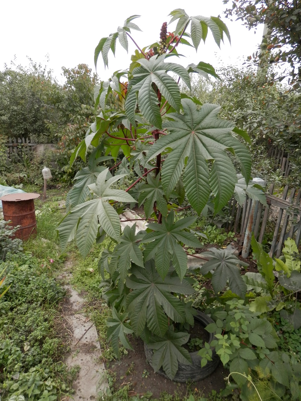 Вторая жизнь моей пИчальки) или Hankook-клумба! — Opel Astra H, 1,8 л ...