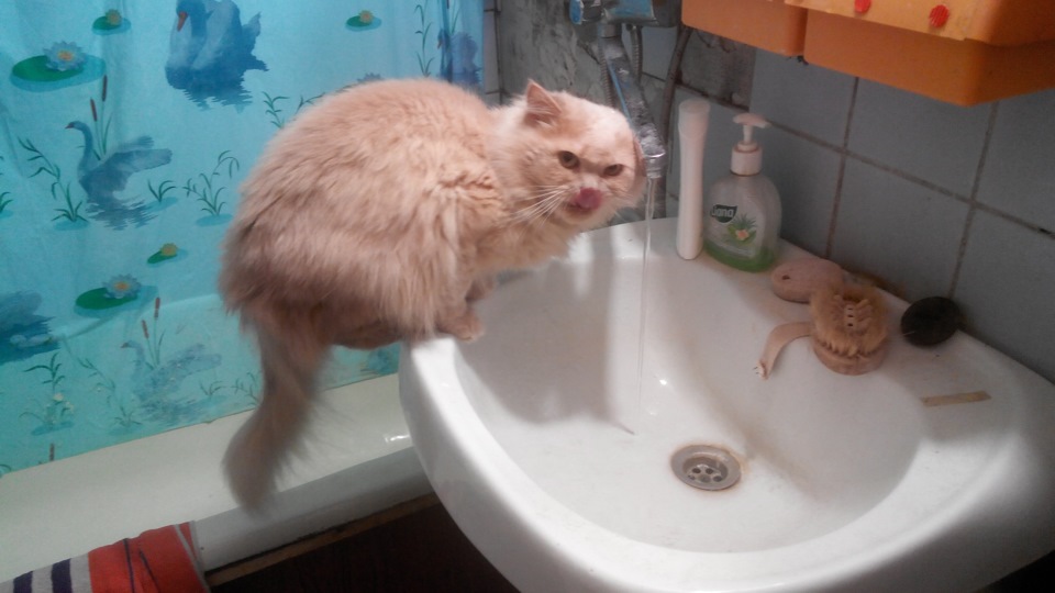 Когда пилили, было не до фото, поэтому тут будет котик! — Dodge Avenger Sedan