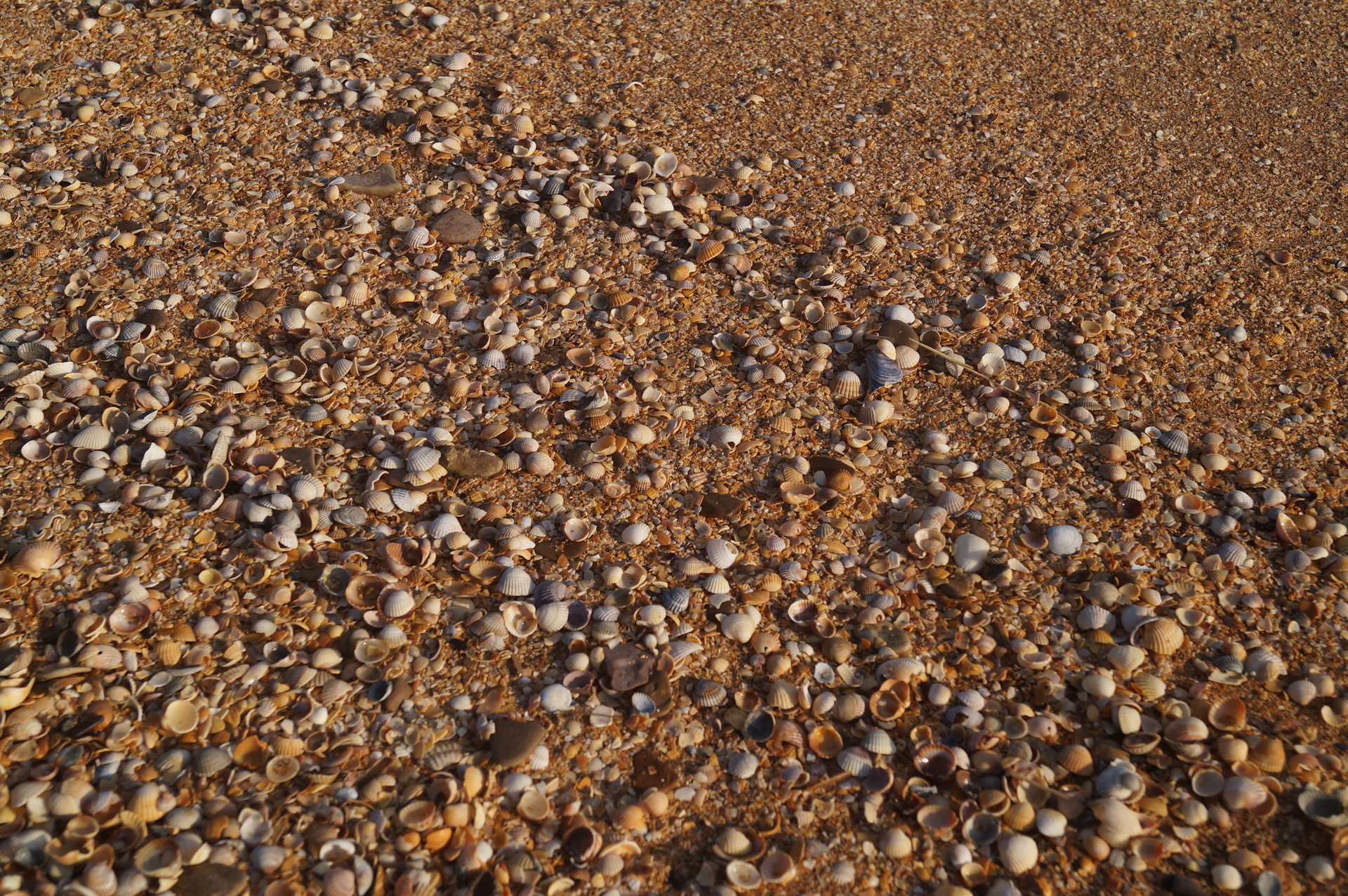 Жуки на пляже щебня