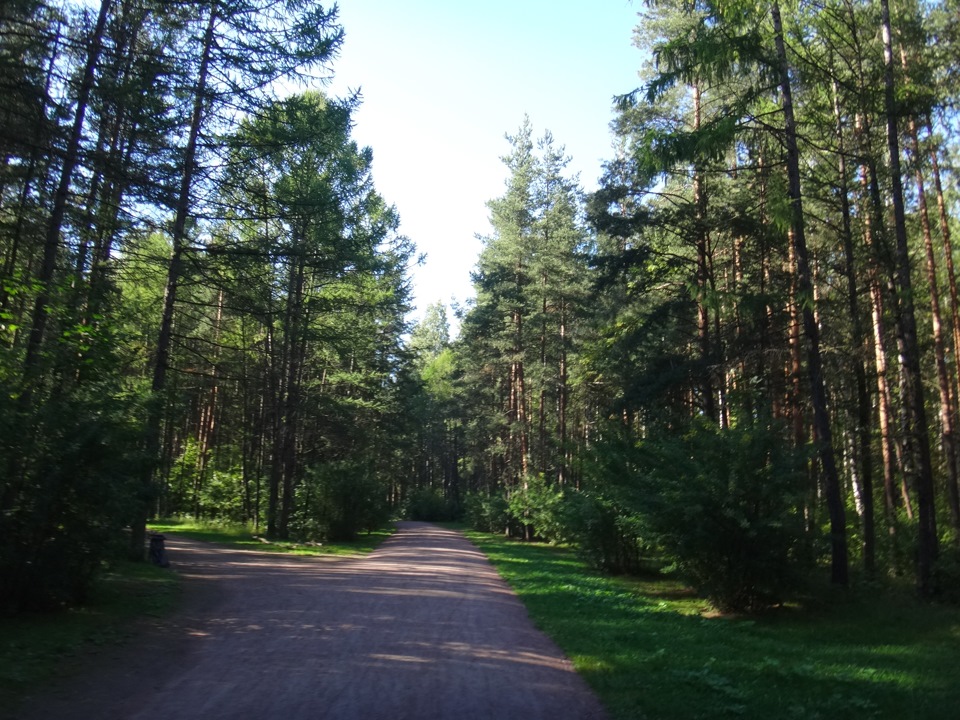 Сосновка. Удельный парк Сосновка. Сосновка парк Белгород. Лесопарк Сосновка Белгород. Парк Сосновка Новосибирск.