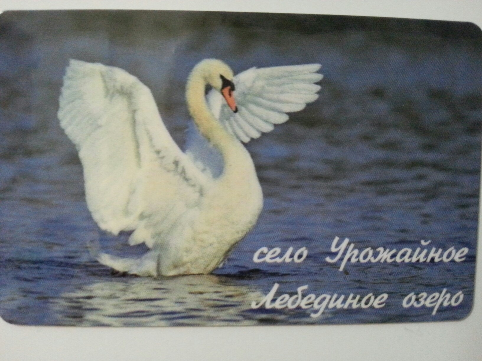 Крылья лебедя